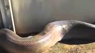 snake fear video