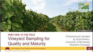 Vineyard/fruit sampling for quality and maturity; Part 1: In the field