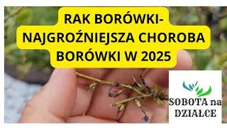 JAK WYGLĄDA RAK BAKTERYJNY BORÓWKI🫐?