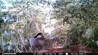 Canada Goose builds her nest