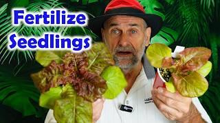 Grow Bigger Seedlings - Fertilizing Correctly