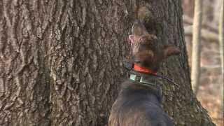 Squirrel Hunting with a Dog