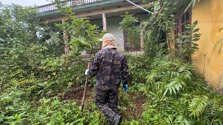 Neighbors say this is a mysterious forest that is challenging to clean up ASMR