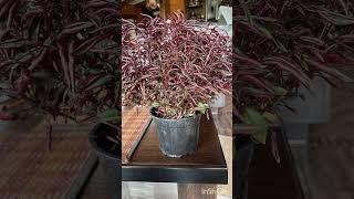 Купил рассаду цветов,а места заняты.Фото столика для дочери.Крышка у неё.Сегодня уже увезла.️