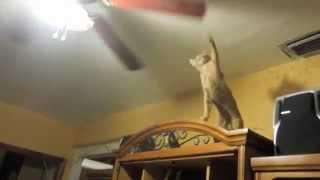 Cat and Ceiling Fan