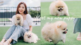 vlog |  家里添新宝啦  米米有妹妹了 ！分享如何训练幼犬  | Stephy Yiwen