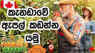 කැනඩාවේ ඇපල් කඩන්න යමු | කැනඩාවේ අපි | Canada Sinhala Vlog @canadaweyaluwek