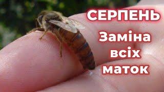 Заміна всіх старих маток! Коли і як часто?