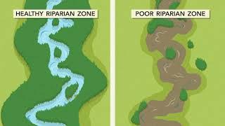 Welcome to the Riparian Zone