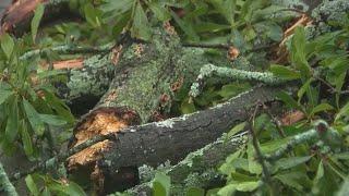 Top real estate agent killed by tree in storm | FOX 5 News