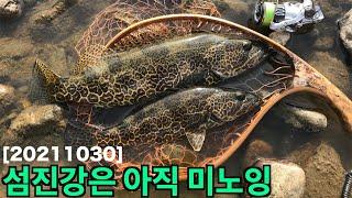 [20211030] 섬진강은 아직 미노잉! | 4짜 쏘가리 | 덩어리 | 쏘가리낚시 | 루어낚시 | lure fishing