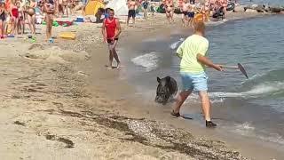 Schrecksekunden am Strand: Wildschwein schwimmt in Schönhagenen an vollbesetzten Badestrand