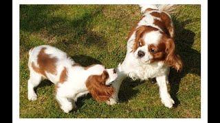 Lily & Monty első találkozása/first meeting/Erste Begegnung | Cavalier King Charles Spaniel