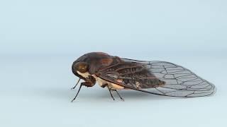 Cicada Turntable