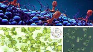 PROTOPLAST || SPHEROPLAST || GRAM POSITIVE & GRAM NEGATIVE BACTERIA ||L FORM #BACTERIA #MICROBIOLOGY