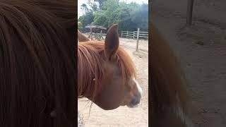 Bailey, 29yrs old, Equine Cushings, Offering Him Love 