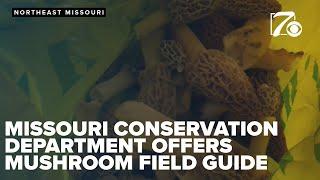 Missouri Department of Conservation offers field guide for safe morel mushroom foraging