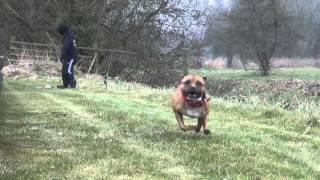 Staffordshire Bull Terrier Sporting Club NL - DSA Tournament 2013 V2