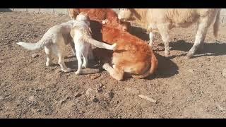 Cachorros de Mastín Español de Tana Ganadería