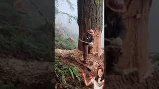 how to cut dangerous trees in a safe way #treecutting #tree