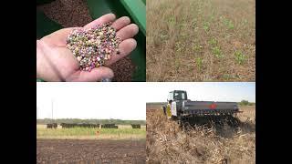 Cover Crop Benefits to Cattle Grazing