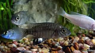 tampabaycichlids.com review