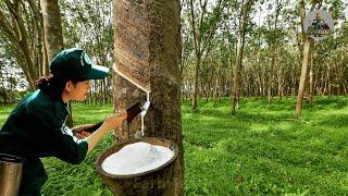 How Natural Rubber Latex is Harvested for Mattresses | Rubber Tree Farming & Production Process