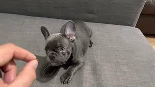 Playful blue French bulldog puppy