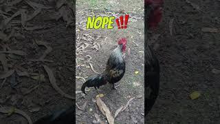 HOW???? do I teach a rooster to crow!?!!?