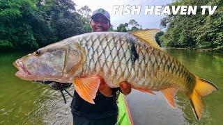 Fishing for Big Borneo Hampala | Mancing Ikan Hampala Besar Kalimantan | Part 1 | 2023