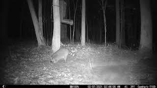 Pesky Racoon deer feeder bandit gets a shock!