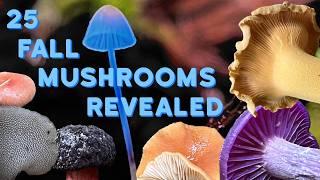 Mushroom Foraging Washington State in Fall 2024 - 25 Mushrooms Identified