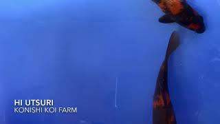 Koi HI UTSURI from KONISHI koi farm