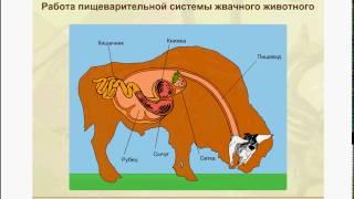 Работа желудка жвачных животных. Это нужно знать для ЕГЭ