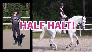 All about half halt! (What, Why, When, How?) #equestrian #horseriding #dressage