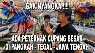 PETERNAK CUPANG BESAR DI PLOSOK DESA   YOCUPSS BETTA