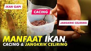 BREEDING MURAI BATU #6: Manfaat Ikan, Cacing dan Jangkrik Celiring Untuk Indukan Murai Batu