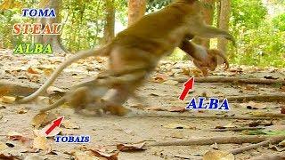 MONKEY TOMA STEAL BABY ALBA FROM ANNA | TOMA ANGRY MOM ANNA MAKING HER BABY TOBAIS HURT