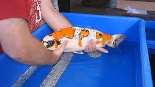 Koi Grow Out Champion Secrets