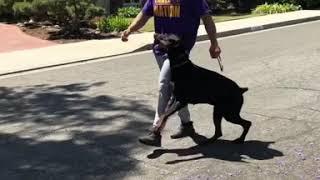 $25,000 fully trained Doberman obedience