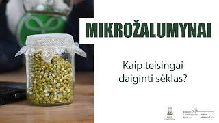 Mikrožalumynai: Kaip teisingai daiginti sėklas?