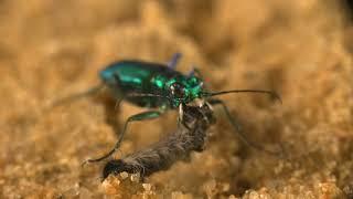 Six-spotted green tiger beetle feeding 2022