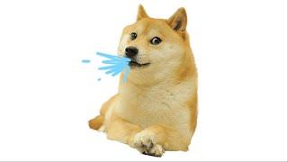 강아지 아라 아라 ( Dog ara ara meme )