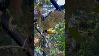 Village Weavers | Aviary Birds | Bird Sounds | Softbills