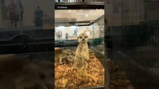 Meerkat 狐獴