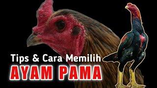 Tips & How to Choose Pama Chicken Beginners Need to Know This !!