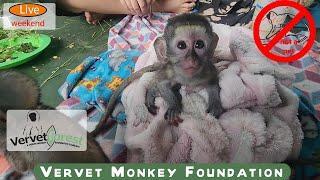 Baby monkeys  need to find moms soon