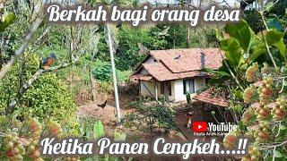 SUASANA DI PEDESAAN KETIKA PANEN CENGKEH, ASRI DAN BIKIN BETAH‼️#viral #pedesaan #suasanadesa