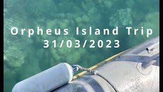 Orpheus Island snorkelling & fish identification!