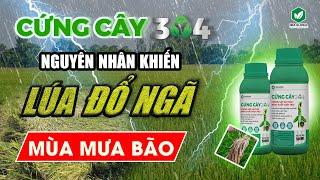 CỨNG CÂY 304 - CHỐNG ĐỔ NGÃ LÚA HIỆU QUẢ MÙA MƯA BÃO #idaglobal #agriculture #chongdonga #lua #short